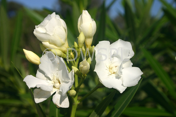 WHITE OLEANDER FLOWERS NERIUM OLEANDER Reference Number 100016