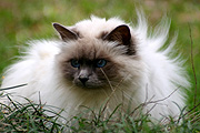 Animal, animals, cat, cats, domestic, pet, pets.