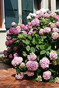 Hydrangeas, Flowers, Macrophylla, Garden flowers, Plants, Nature, Flower Pictures, Images.
