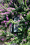 Flower, flowers, bougainvillea, bougainvilleas, purple, purple flower, purple flowers, europe, italy, italian, northern, northern italy, lombardy, brescia, sirmione, garda, lake garda, lake, lakes.