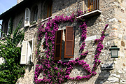Flower, flowers, bougainvillea, bougainvilleas, pink, pink flower, pink flowers, europe, italy, italian, northern, northern italy, lombardy, brescia, sirmione, garda, lake garda, lake, lakes.