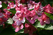 Europe, austria, austrian, hallstatt, hallstattersee, lake hallstattersee, lake, lakes, salzkammergut, salzkammergut region, flower, flowers, Flora, pink, pink flower, pink flowers.