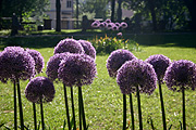 Europe, austria, austrian, salzburg, garden, gardens, mirabell, mirabell garden, mirabell gardens, palace, palaces, mirabell palace, flower, flowers, allium, alliums, ornamental, ornamental allium, ornamental alliums, purple, purple flower, purple flowers.