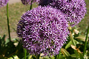 Europe, austria, austrian, salzburg, mirabell, mirabell garden, mirabell gardens, palace, palaces, mirabell palace, flower, flowers, allium, alliums, ornamental, ornamental allium, ornamental alliums, purple, purple flower, purple flowers.
