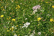 Europe, germany, bavaria, linderhof, linderhof castle, architecture, castle, castles, ludwig, king ludwig, wildflowers, flower, flowers.