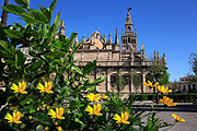 Spain, seville, spanish, architecture, cathedral, cathedrals, seville cathedral, cathedral of seville, cathedral of sevilla, flower, flowers, daisy, daisies, yellow, yellow flower, yellow flowers, FF25,