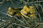 Australia, australian, pest, pests, poisonous, Amphibian, Amphibians, toad, toads, canetoad, canetoads, cane toad, cane toads, cane-toad, cane-toads, bufo, bufo marinus.
