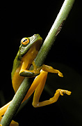 Animal, animals, frog, frogs, tree frog, tree frogs, green tree frog, green tree frogs, amphibian, amphibians, amphibious, australian, australia, graceful, tree, graceful tree frog, graceful tree frogs, litoria, gracilenta, litoria gracilenta.