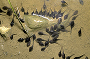 Australia, Australians, frog, frogs, amphibian, amphibians, tadpole, tadpoles.