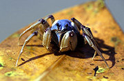 SOLDIER CRAB (MICTYRIS SP.) AUSTRALIA