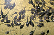 Australia, Australians, frog, frogs, amphibian, amphibians, tadpole, tadpoles, water.