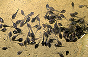Australia, Australians, frog, frogs, amphibian, amphibians, tadpole, tadpoles, water.