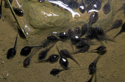 Australia, Australians, frog, frogs, amphibian, amphibians, tadpole, tadpoles, water.