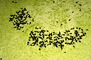 Australia, Australians, frog, frogs, amphibian, amphibians, tadpole, tadpoles, water.