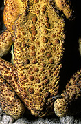 Australia, australian, pest, pests, poisonous, Amphibian, Amphibians, toad, toads, canetoad, canetoads, cane toad, cane toads, cane-toad, cane-toads, bufo, bufo marinus.