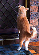Animal, animals, cat, cats, ginger, door, doors, CS34,