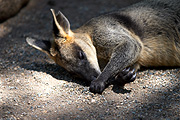 Animal, animals, wallaby, wallabies, asleep, sleep, sleeps, sleeping, CS34,