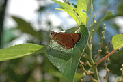 Insect, insects, lepidoptera, Arthropod, Arthropods, insecta, butterfly, butterflies, brown, IS62,