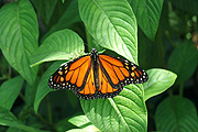 Insect, insects, lepidoptera, Arthropod, Arthropods, insecta, butterfly, butterflies, wanderer, wanderers, wanderer butterfly, wanderer butterflies, monarch, monarch butterfly, monarch butterflies, danaus, plexippus, danaus plexippus, nymphalidae, IS62,