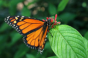 Insect, insects, lepidoptera, Arthropod, Arthropods, insecta, butterfly, butterflies, wanderer, wanderers, wanderer butterfly, wanderer butterflies, monarch, monarch butterfly, monarch butterflies, danaus, plexippus, danaus plexippus, nymphalidae, IS62,