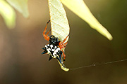 Arachnid, Arachnids, Spider, Spiders, jewel spider, jewel spiders, gasteracantha, gasteracantha minax, web, webs, spider web, spider webs, cobweb, cobwebs, christmas spider, christmas spiders, spiny spider, spiny spiders, jewelled spider, jewelled spiders, araneidai, australia, IS62,