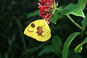Insect, insects, lepidoptera, Arthropod, Arthropods, insecta, butterfly, butterflies, yellow, IS62,
