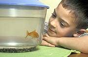 People, indoors, child, children, boy, boys, male, males, goldfish, goldfishes, fish tank, fish tanks, goldfish bowl, goldfish bowls, aquarium, aquariums, fish, fishes, table, tables, pet, pets, people and animals, children and animals, people with animals, children with animals, Australia, Sport pictures, Sports, balloon images, hot air balloons