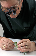 Animal, animals, hand, hands, vet, vets, veterinarian, veterinarians, vets surgery, vet surgery, veterinary surgery, veterinary surgeries, veterinarian surgery, veterinarian surgeries, surgery, surgeries, lizard, lizards, reptile, reptiles, squamate, squamates, chordata, chamaeleonidae, chameleon, chameleons, pet, pets, ring, rings, jewellery, glasses, spectacles, Australia, Sport pictures, Sports, balloon images, hot air balloons