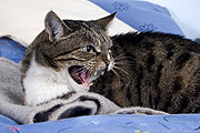 Animal, animals, felis, felis catus, feline, felines, mammal, mammals, placental mammal, mouth, mouths, placental mammals, cat, cats, carnivore, carnivores, carnivora, felidae, pet, pets, domestic animal, domestic animals, domestic cat, domestic cats, tabby, tabby cat, tabby cats, Australia, Sport pictures, Sports, balloon images, hot air balloons