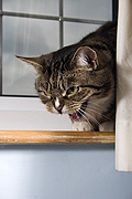 Animal, animals, felis, felis catus, window, windows, feline, felines, mammal, mammals, placental mammal, mouth, mouths, placental mammals, cat, cats, carnivore, carnivores, carnivora, felidae, pet, pets, domestic animal, domestic animals, domestic cat, domestic cats, tabby, tabby cat, tabby cats, Australia, Sport pictures, Sports, balloon images, hot air balloons