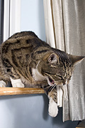 Animal, animals, felis, felis catus, window, windows, feline, felines, mammal, mammals, placental mammal, placental mammals, cat, cats, carnivore, carnivores, carnivora, felidae, pet, pets, domestic animal, domestic animals, domestic cat, domestic cats, tabby, tabby cat, tabby cats, Australia, Sport pictures, Sports, balloon images, hot air balloons