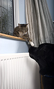 Animal, animals, felis, felis catus, window, windows, feline, felines, mammal, mammals, placental mammal, placental mammals, cat, cats, carnivore, carnivores, carnivora, felidae, pet, pets, domestic animal, domestic animals, domestic cat, domestic cats, tabby, tabby cat, tabby cats, dog, dogs, Australia, Sport pictures, Sports, balloon images, hot air balloons