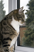 Animal, animals, felis, felis catus, feline, felines, mammal, mammals, placental mammal, placental mammals, cat, cats, carnivore, carnivores, carnivora, felidae, pet, pets, domestic animal, domestic animals, domestic cat, domestic cats, tabby, tabby cat, tabby cats, Australia, Sport pictures, Sports, balloon images, hot air balloons