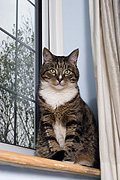 Animal, animals, felis, felis catus, feline, felines, mammal, mammals, placental mammal, placental mammals, cat, cats, carnivore, carnivores, carnivora, felidae, pet, pets, domestic animal, domestic animals, domestic cat, domestic cats, tabby, tabby cat, tabby cats, Australia, Sport pictures, Sports, balloon images, hot air balloons