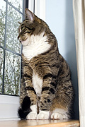 Animal, animals, felis, felis catus, feline, felines, mammal, mammals, placental mammal, placental mammals, cat, cats, carnivore, carnivores, carnivora, felidae, pet, pets, domestic animal, domestic animals, domestic cat, domestic cats, tabby, tabby cat, tabby cats, Australia, Sport pictures, Sports, balloon images, hot air balloons