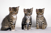 Animal, animals, felis, felis catus, litter, litters, feline, felines, mammal, mammals, placental mammal, placental mammals, cat, cats, carnivore, carnivores, carnivora, felidae, pet, pets, domestic animal, domestic animals, domestic cat, domestic cats, kitten, kittens, baby animal, baby animals, young animal, young animals, cute animal, cute animals, tabby, tabby cat, tabby cats, Australia, Sport pictures, Sports, balloon images, hot air balloons