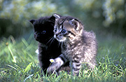 Animal, animals, felis, felis catus, feline, felines, mammal, mammals, placental mammal, placental mammals, cat, cats, carnivore, carnivores, carnivora, felidae, pet, pets, domestic animal, domestic animals, domestic cat, domestic cats, kitten, kittens, baby animal, baby animals, young animal, young animals, cute animal, cute animals, tabby, tabby cat, tabby cats, Australia, Sport pictures, Sports, balloon images, hot air balloons