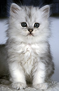 Animal, animals, felis, felis catus, feline, felines, mammal, mammals, placental mammal, placental mammals, cat, cats, carnivore, carnivores, carnivora, felidae, pet, pets, domestic animal, domestic animals, domestic cat, domestic cats, kitten, kittens, baby animal, baby animals, young animal, young animals, cute animal, cute animals, chinchilla, chinchillas, chinchilla cat, chinchilla cats, Australia, Sport pictures, Sports, balloon images, hot air balloons
