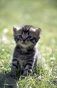 Animal, animals, felis, felis catus, feline, lawn, lawns, felines, mammal, mammals, placental mammal, placental mammals, cat, cats, carnivore, carnivores, carnivora, felidae, pet, pets, domestic animal, domestic animals, domestic cat, domestic cats, kitten, kittens, baby animal, baby animals, young animal, young animals, cute animal, cute animals, tabby, tabby cat, tabby cats, Australia, Sport pictures, Sports, balloon images, hot air balloons