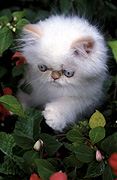 Animal, animals, felis, felis catus, feline, felines, mammal, mammals, placental mammal, placental mammals, cat, cats, carnivore, carnivores, carnivora, felidae, pet, pets, domestic animal, domestic animals, domestic cat, domestic cats, kitten, kittens, baby animal, baby animals, young animal, young animals, cute animal, cute animals, chinchilla, chinchillas, chinchilla cat, chinchilla cats, Australia, Sport pictures, Sports, balloon images, hot air balloons