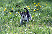 Animal, Animals, cat, cats, pet, pets, young animal, young animals, baby animal, baby animals, kitten, kittens, domestic, domestic cat, domestic cats, garden, gardens, Australia, Sport pictures, Sports, balloon images, hot air balloons