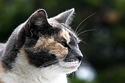 Animal, animals, felis, felis catus, feline, felines, mammal, mammals, placental mammal, placental mammals, cat, cats, carnivore, carnivores, carnivora, felidae, pet, pets, domestic animal, domestic animals, domestic cat, domestic cats, CS34,