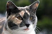 Animal, animals, felis, felis catus, feline, felines, mammal, mammals, placental mammal, placental mammals, cat, cats, carnivore, carnivores, carnivora, felidae, pet, pets, domestic animal, domestic animals, domestic cat, domestic cats, CS34,