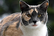 Animal, animals, felis, felis catus, feline, felines, mammal, mammals, placental mammal, placental mammals, cat, cats, carnivore, carnivores, carnivora, felidae, pet, pets, domestic animal, domestic animals, domestic cat, domestic cats, CS34,