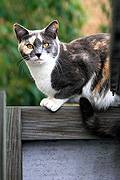 Animal, animals, felis, felis catus, feline, felines, mammal, mammals, placental mammal, placental mammals, cat, cats, carnivore, carnivores, carnivora, felidae, pet, pets, domestic animal, domestic animals, domestic cat, domestic cats, fence, fences, garden fence, garden fences, CS34,