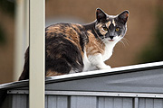 Animal, animals, felis, felis catus, feline, felines, mammal, mammals, placental mammal, placental mammals, cat, cats, carnivore, carnivores, carnivora, felidae, pet, pets, domestic animal, domestic animals, domestic cat, domestic cats, shed, sheds, roof, roofs, rooves, CS34,