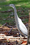 WHITE-FACED HERON (EGRETTA NOVAECHOLLANDIAE) IMMATURE BIRD, SANDGATE, QUEENSLAND, AUSTRALIA