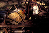 Animal, animals, bird, birds, hen, hens, chicken, chickens, roost, roosts, roosting, wheel, wheels, rust, rusts, rusting, rusted.