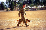 Australia, Australian, dog, dogs, army, australian army, armed forces, soldier, soldiers, uniform, uniforms, people, man, men, male, males, occupation, ocupations, hat, hats, military, military, defence, defence forces, armed servicesPS11,