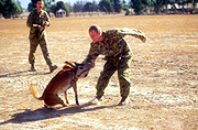 Australia, Australian, dog, dogs, army, australian army, armed forces, soldier, soldiers, uniform, uniforms, people, man, men, male, males, occupation, ocupations, hat, hats, military, military, defence, defence forces, armed servicesPS11,